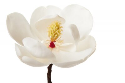 Sticker Magnolia met zichtbare meeldraden