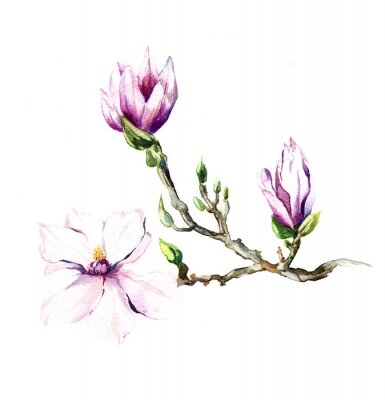 Sticker Magnolia op een aquarel schilderij