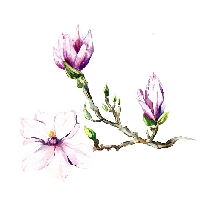 Sticker Magnolia op een aquarel schilderij