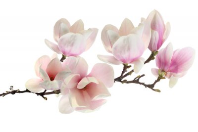 Magnolia op een witte achtergrond