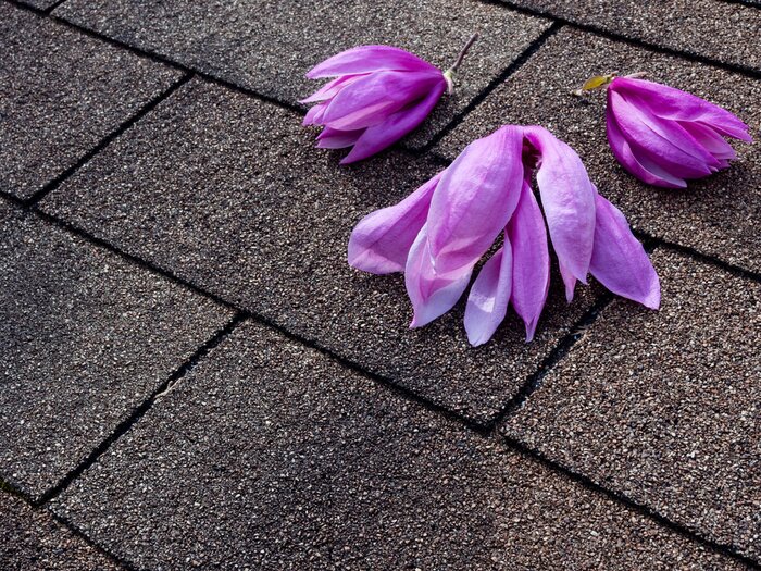 Sticker Magnolia's die op de grond liggen