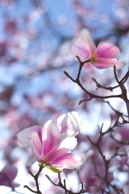 Sticker Magnolia's en blauwe lucht