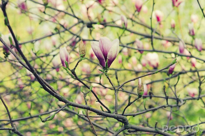 Sticker Magnolia's en groen