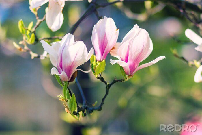 Sticker Magnolia's op een wazige achtergrond