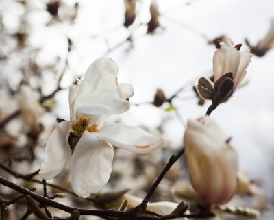 Sticker Magnolia's tegen de heldere lucht