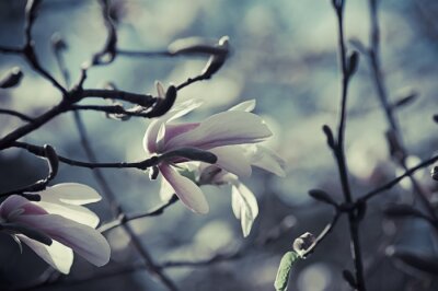 Magnolia's tijdens een bewolkte dag