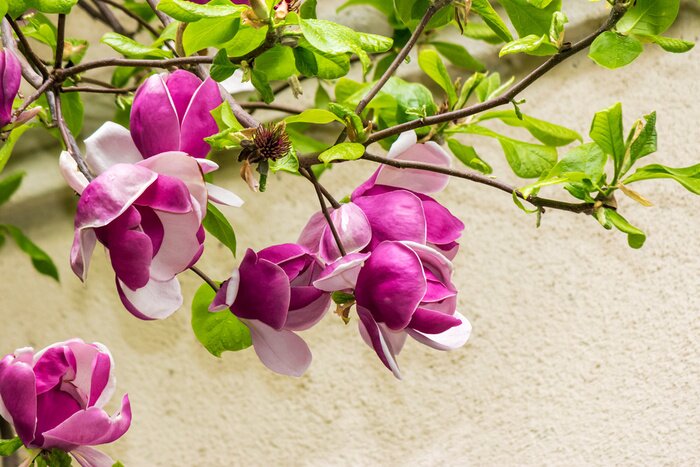 Sticker Magnolia tak op een crème achtergrond