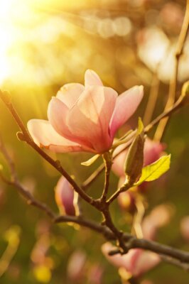 Magnolia verlicht door de zon