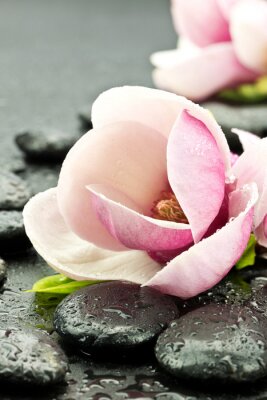 Sticker Magnolia z kamieniami doen spa
