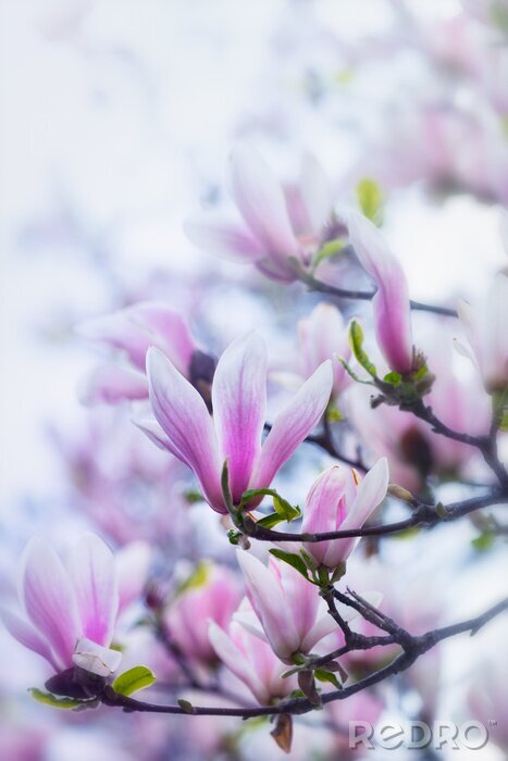Sticker Magnoliabloem en natuur