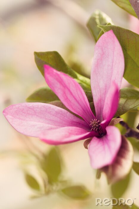 Sticker magnoliabloesem