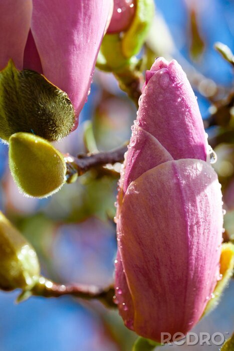 Sticker Magnoliaknop met ochtenddauw