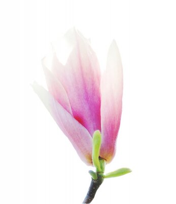 Sticker Magnoliaknop op witte achtergrond wordt geïsoleerd die