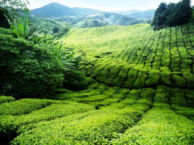 Maleisische theevelden