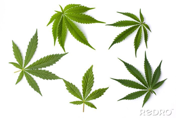 Sticker Marijuana bladeren geïsoleerd op een witte achtergrond