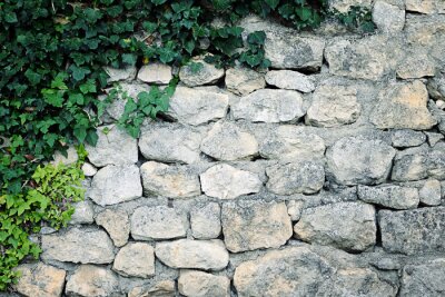 Met klimop bedekte muur