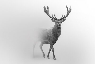 Minimalistische fotografie van een hert in grijstinten