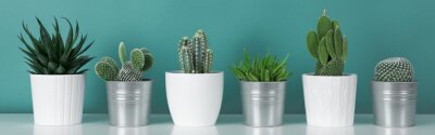 Sticker Moderne kamerinrichting. De inzameling van diverse ingemaakte installaties van het cactushuis op witte plank tegen pastelkleur turkoois kleurde muur. Cactus planten banner.