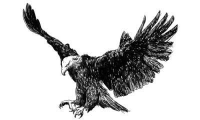 Monochrome adelaar met gespreide vleugels