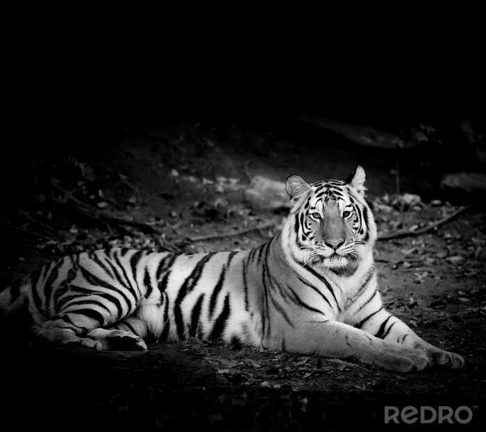 Sticker Monochroom portret van een tijger