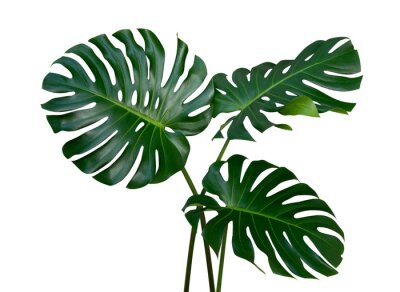 Sticker Monstera-installatiebladeren, de tropische altijdgroene die wijnstok op witte achtergrond, het knippen inbegrepen weg wordt geïsoleerd