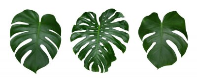 Sticker Monstera plant bladeren, de tropische immergroene wijnstok geïsoleerd op een witte achtergrond, uitknippad inbegrepen