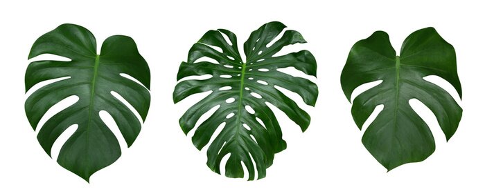 Sticker Monstera plant bladeren, de tropische immergroene wijnstok geïsoleerd op een witte achtergrond, uitknippad inbegrepen