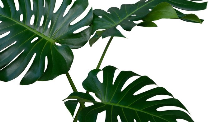 Sticker Monstera plant met gaten