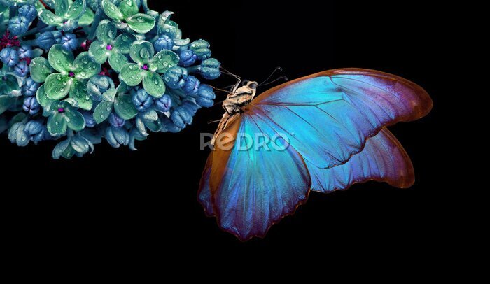 Sticker Mooie blauwe morpho vlinder zit op een bloemetje op zwarte achtergrond