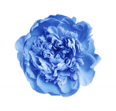 Sticker Mooie blauwe pioen