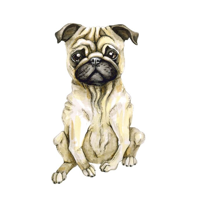 Sticker Mooie hond van pug ras. Puppy dat op witte achtergrond wordt geïsoleerd