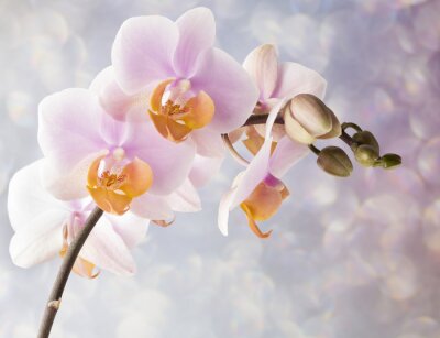 Mooie roze orchidee op een grijze achtergrond.