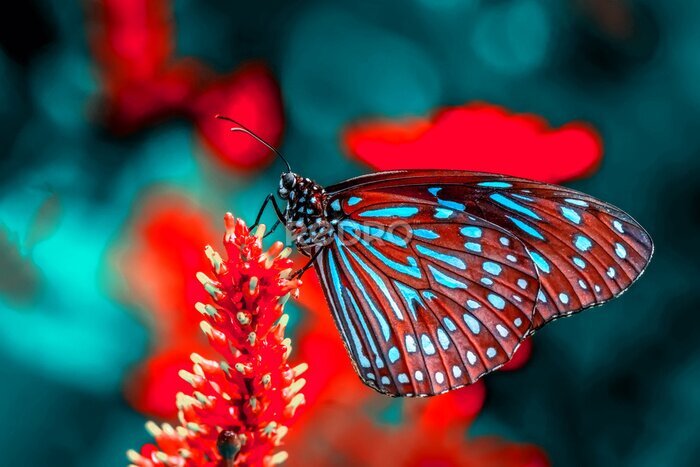 Sticker Mooie vlinder op een bloem in een zomerse tuin