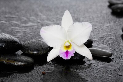 Sticker mooie witte orchidee met therapiestenen