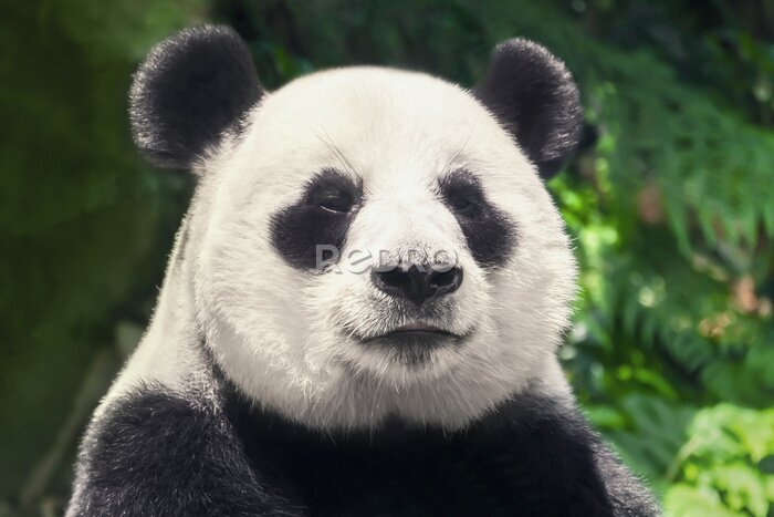 Sticker Mooie zwart-witte panda