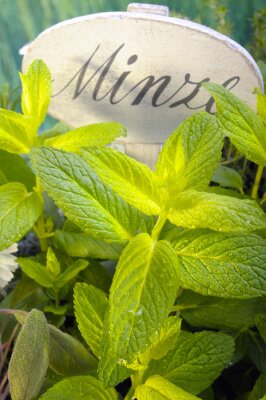 Sticker Munt groeit onder de beschreven plaat