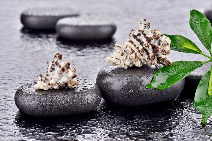 Sticker Muszle na kamieniach bazaltowych