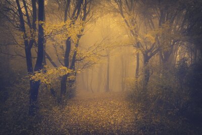 Mysterieuze mistig bos met een sprookjesachtige aanblik