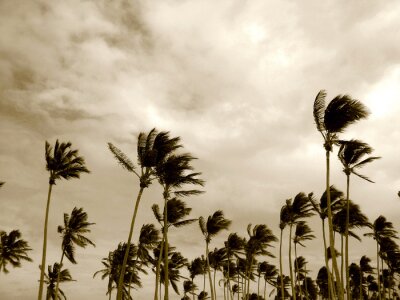 Natuur en gewaaide palmbomen