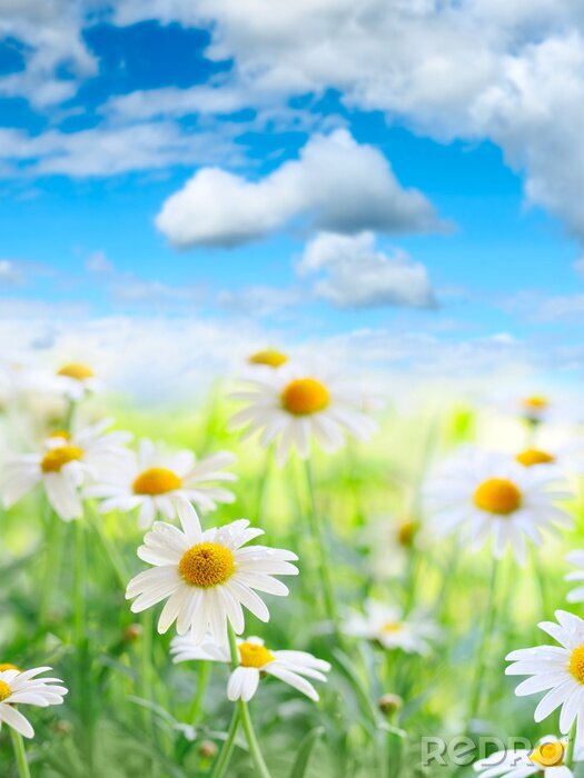 Sticker Natuur en madeliefjes op een onscherpe achtergrond