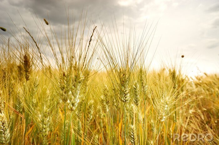 Sticker Natuur en veld