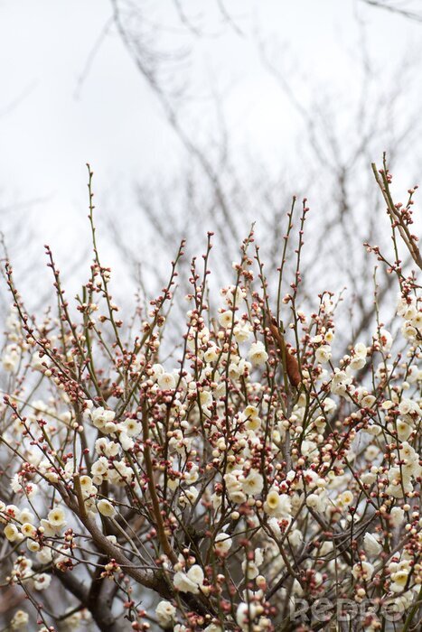 Sticker Natuur in de vorm van bloeiende bomen