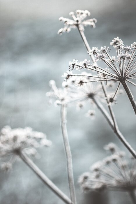 Sticker Natuur in de winter