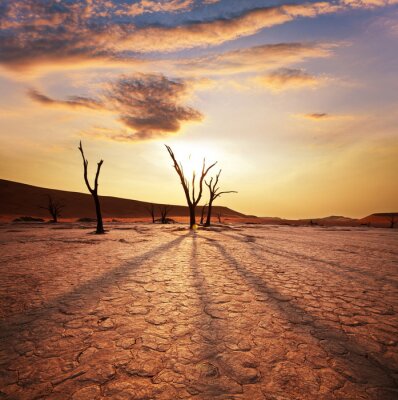 Natuur in de woestijn in Afrika