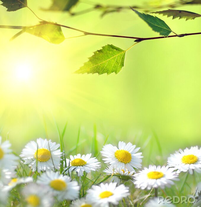 Sticker Natuur, madeliefjes in zonnestralen