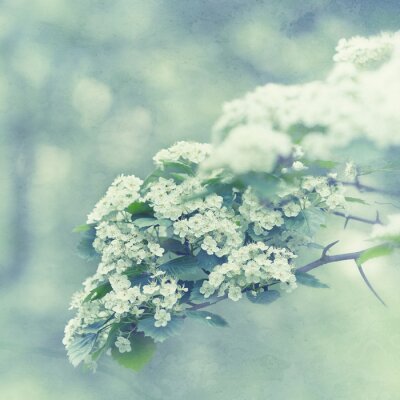 Natuur op een vintage thema