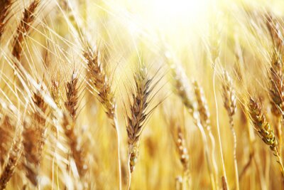 Natuurlijk motief met tarwe