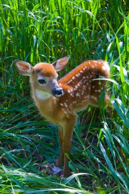 Sticker New Born Fawn