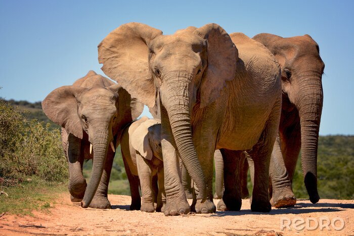 Sticker Olifanten lopen in Addo Elephant National Park, Zuid-Afrika