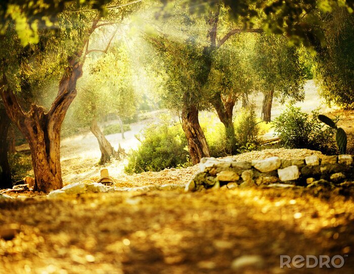 Sticker Olijfbomen tussen de zonnestralen